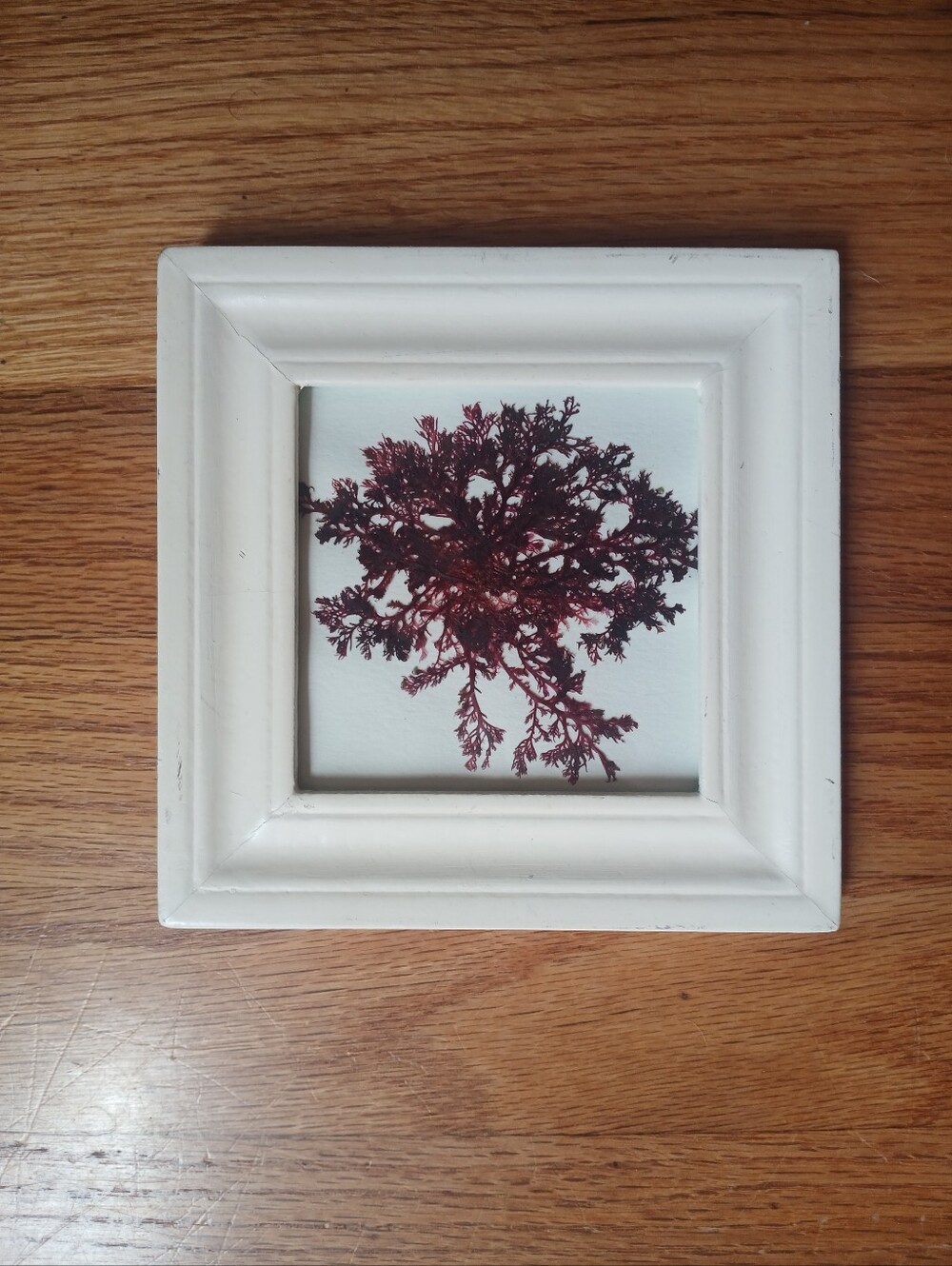 White Framed Seaweed Art